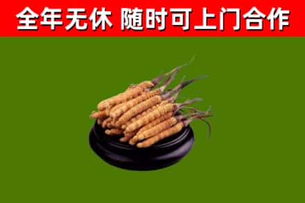 内乡县烟酒回收冬虫夏草.jpg