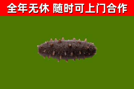 内乡县回收海参干